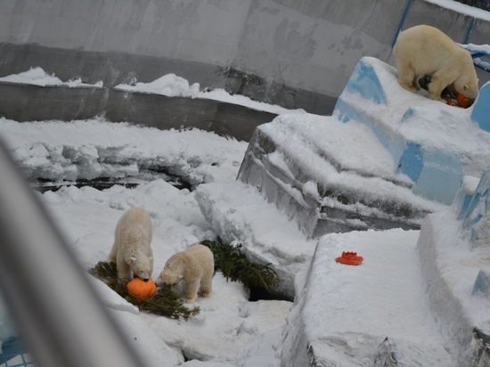 В Новосибирском зоопарке разыграли белых медведей: у них спрятали еду