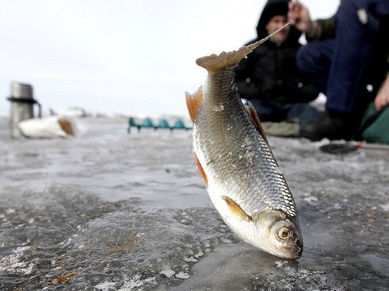 На новогодние праздники браконьеры наловили 323 килограмма рыбы
