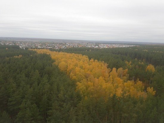 В Воронеже установили границы лесопаркового зеленого пояса