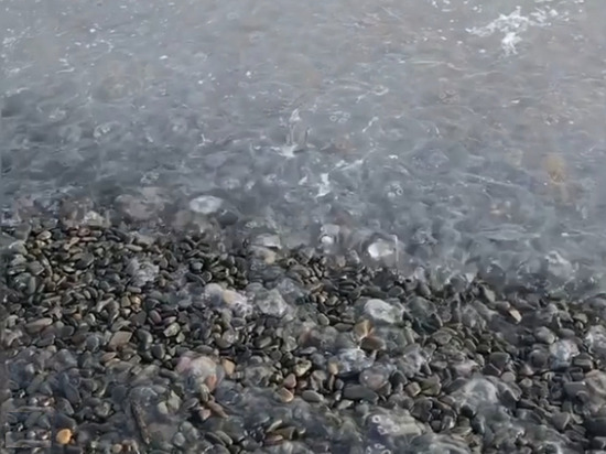 Тысячи погибших медуз прибило к берегу в окрестностях Анапы
