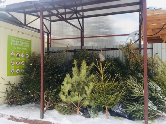 Чебоксарцам предлагают сдать использованные новогодние елки в зооуголок