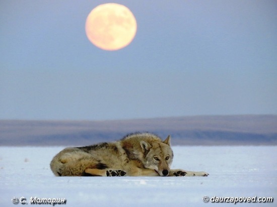 В Забайкалье опровергли связь между миграцией дзеренов и атакой волков