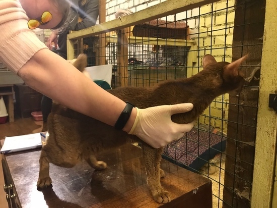 Псковские зоозащитники отобрали животных у хозяев кошачьей выставки
