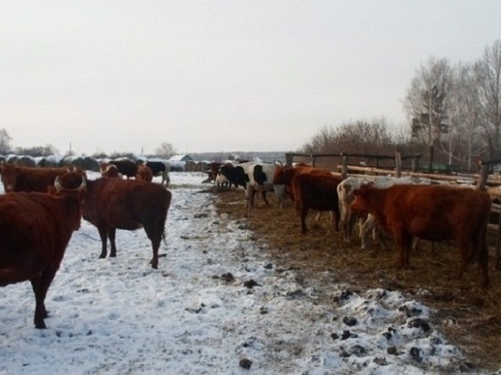 Зимовка скота в Калмыкии проходит в штатном режиме