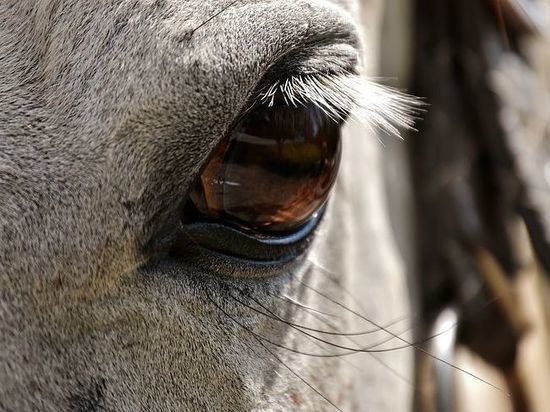 Володину сообщили о жестоком обращении с пони в Саратове