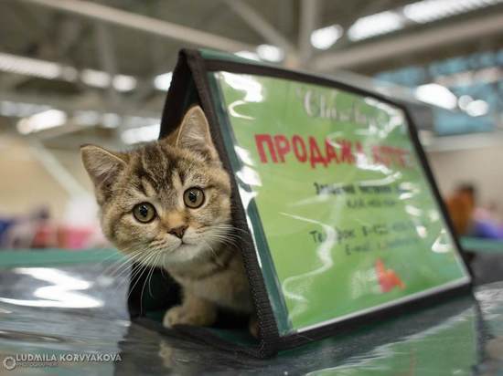 Кошки, коты и котики Петрозаводска бьют рекорды в интернете