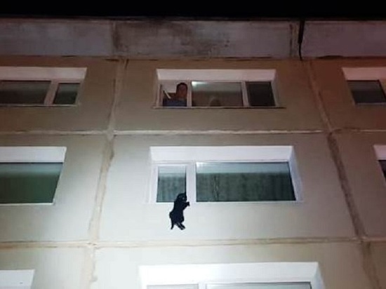 Пьяная хозяйка в Магадане оставила на улице кота с зажатой окном лапой