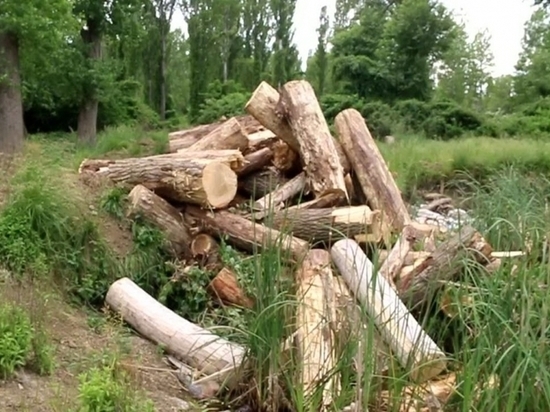 В Дагестане вырубили деревья на полмиллиона