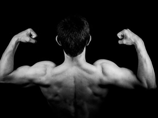 Найден белок, который укрепляет мышцы без тренировок