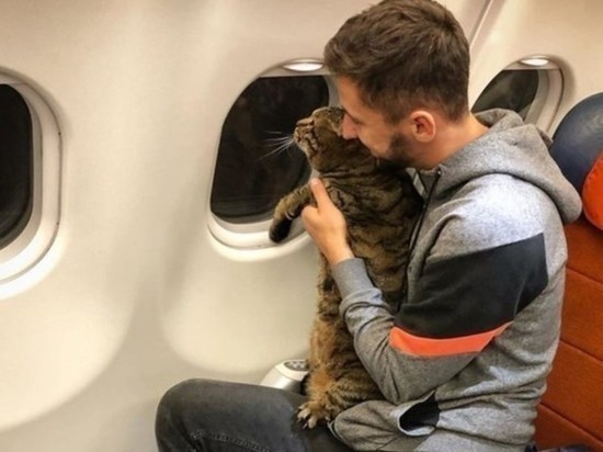 Минтранс сохранит старые правила перевозки домашних животных в самолетах