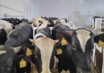 На сельскохозяйственный участок ИК-2 завезли сорок девять бычков в возрасте трех месяцев