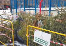 С 5 января до 29 февраля в Москве работают пункты сбора «отработанных» елок и пихт: туда можно выбросить новогоднее дерево, чтобы оно не занимало место на свалке, а было грамотно переработано