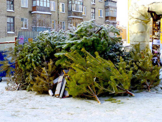 Где жители Брянска могут оставить новогодние ёлки
