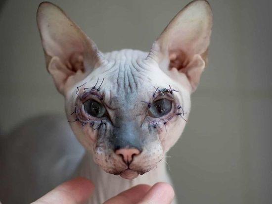 Ветеринары прооперировали сфинксу веки и спасли его от слепоты