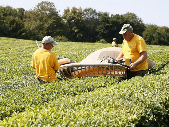 На Кубани хотят реконструировать 85 га чайных плантаций