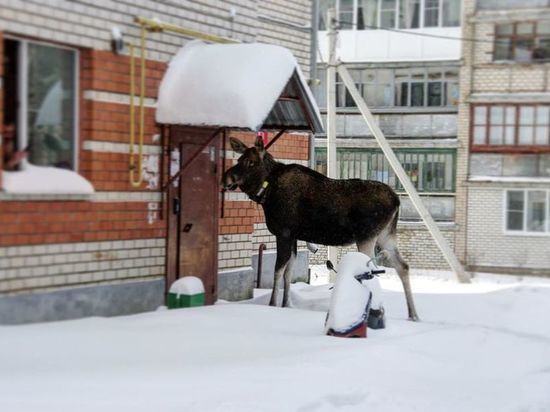 В Костроме обнаглевшие лоси пытались попасть в подъезд и гоняли местных собак