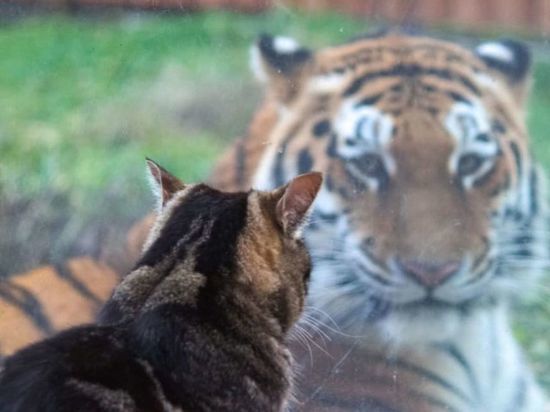 В зоопарке Ростова молодая тигрица подружилась с кошкой