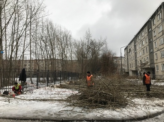 В Петрозаводске снесут более 900 деревьев