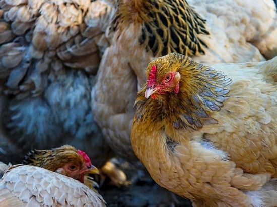 В Кузбассе оштрафовали птицефабрику за загрязнение реки