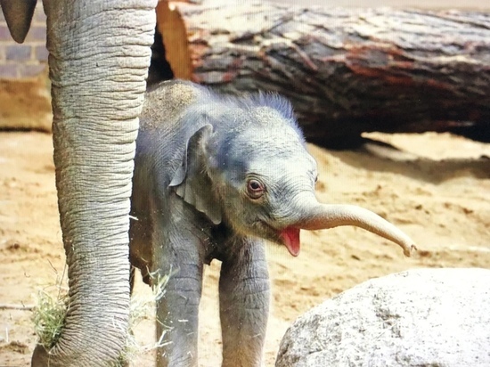 Германия. Лейпцигский зоопарк представил посетителям новорожденного слонёнка
