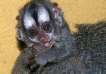 Редкая ночная обезьянка мирикина впервые родилась в столичном зоопарке