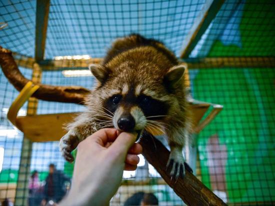 В Курске закроются контактные зоопарки