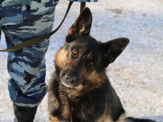 В Курской области служебная собака раскрыла кражу