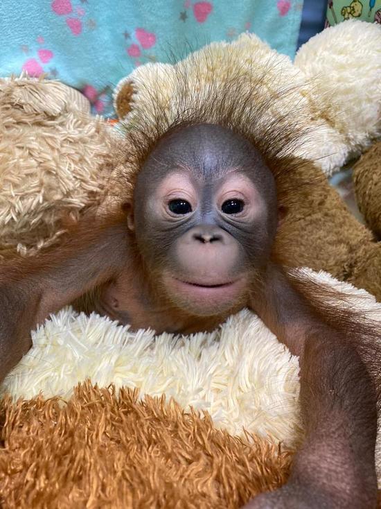 В Новосибирском зоопарке орангутаны отказались от своего детеныша