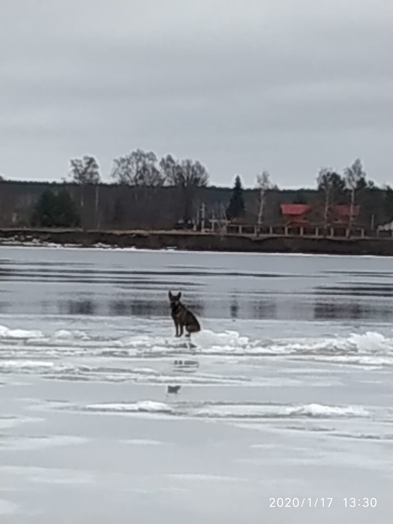 Ярославские спасатели сняли со льда перепуганного пса