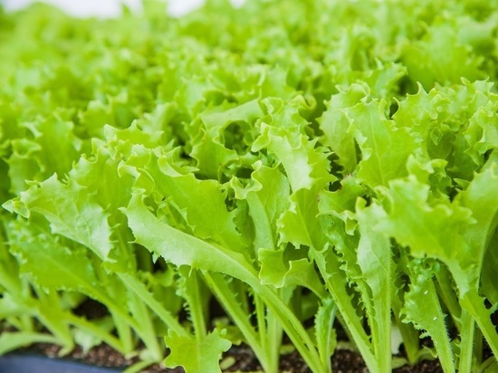 Как волгоградцам вырастить салат в домашних условиях