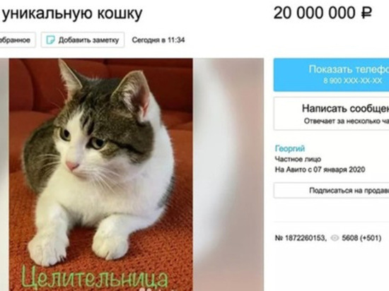 Кошку из Челябинской области продают за 20 миллионов рублей