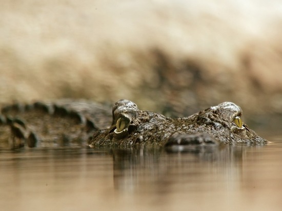 У древнего крокодила обнаружили опухоль возрастом 251 млн лет