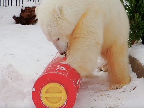 Спасенной из Норильска белой медведице подарили игрушку-головоломку