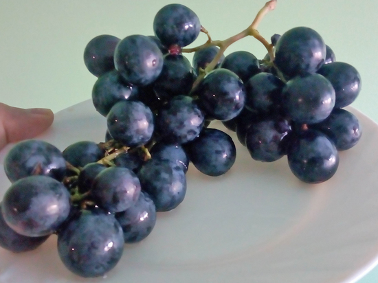 Волгоградские сорта винограда – лучшие: их не надо укрывать на зиму