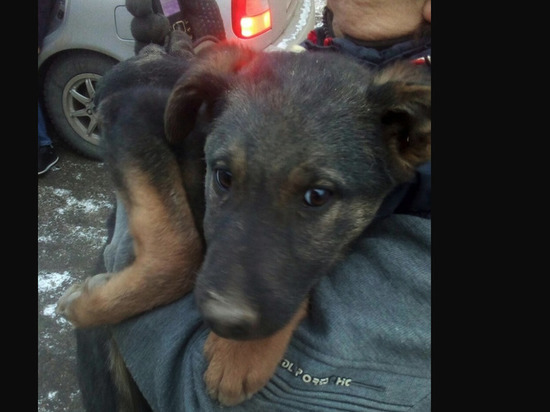 «Они уже умирали»: волонтеры спасли запертых в теплотрассе щенков