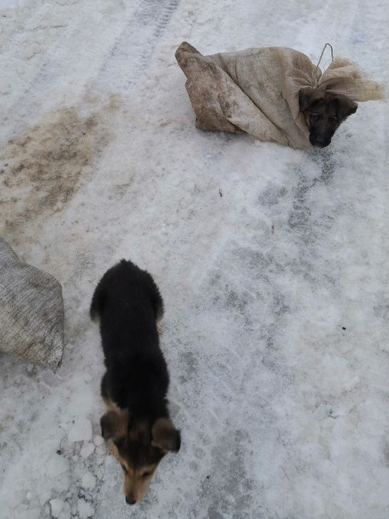 Щекинские живодеры замуровали собаку в мешке