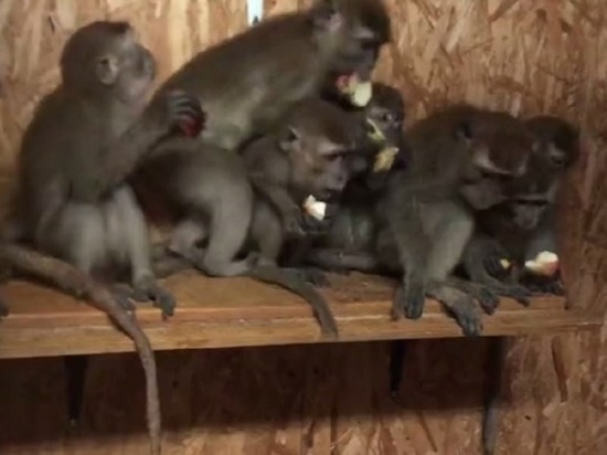 Из "Феникса" в Калуге украли обезьян, ранее конфискованных в Брянске