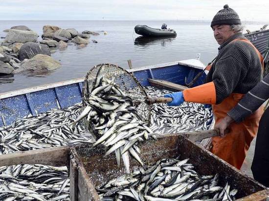 Рекордный вылов рыбы зафиксирован в Дагестане