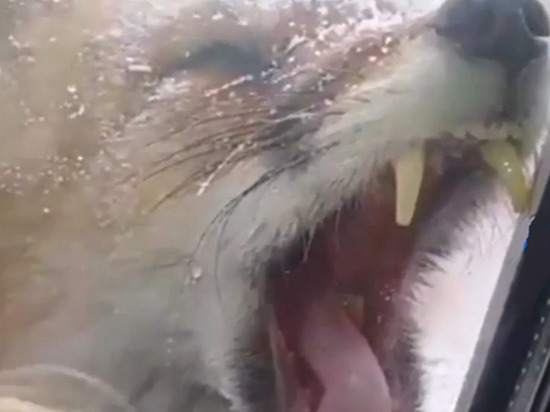 В горах Сочи сняли  видео, как лиса стучится в двери к людям