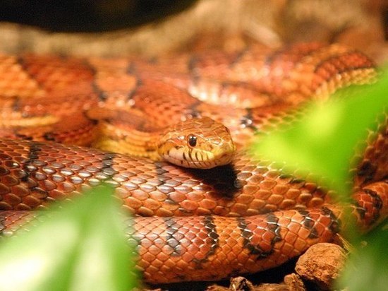 Жительница тульской многоэтажки обнаружила змею у себя в туалете