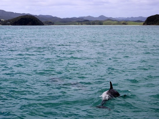 За вылов дельфинов в Темрюке осудили 7 человек