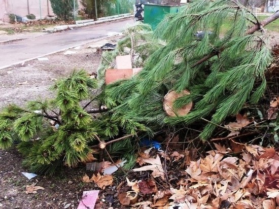 Челябинцы сдали на переработку 1,5 тысячи новогодних елок