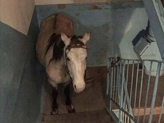Фото дня: в Улан-Удэ «припарковали» коня в подъезде