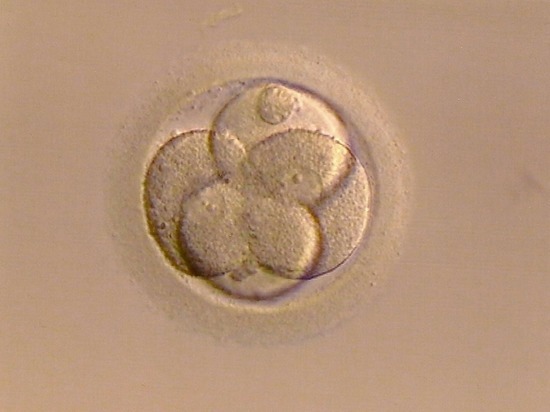 Мышам удалось удвоить запас яйцеклеток в яичнике