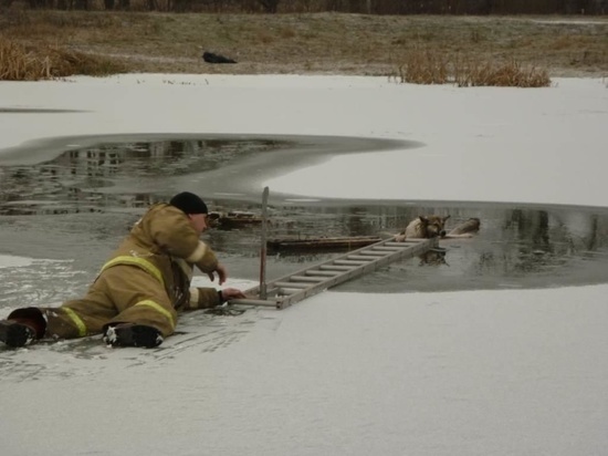 Белгородские пожарные не дали утонуть собаке