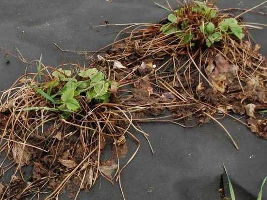 Подснежники-клубничники: в Костромской области растения поверили в весну
