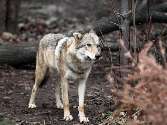 Разъяренные "волки" загнали жителя Калуги на дерево