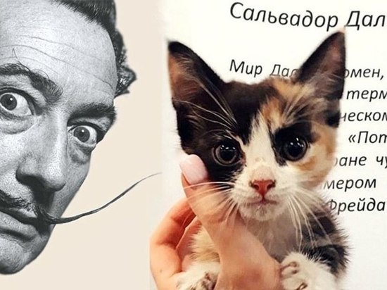 В музее Оренбурга кота меняют на билеты