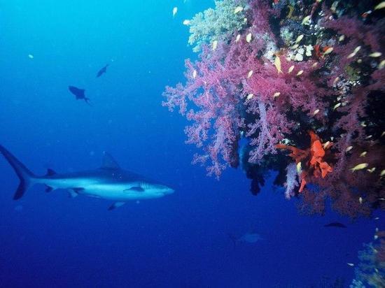 Новые виды ходячих акул обнаружены в водах Индонезии