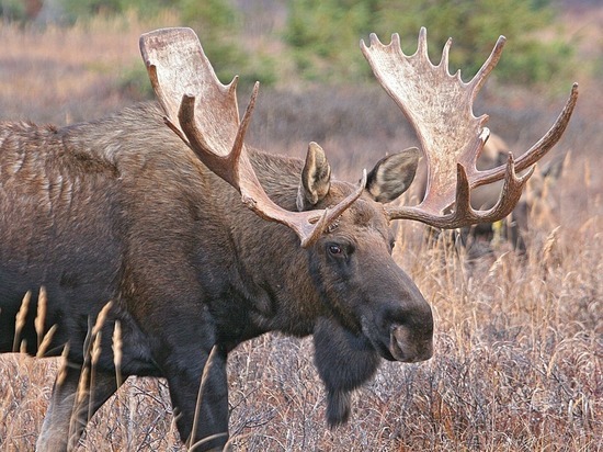 В Смоленской области будут судить четверых браконьеров